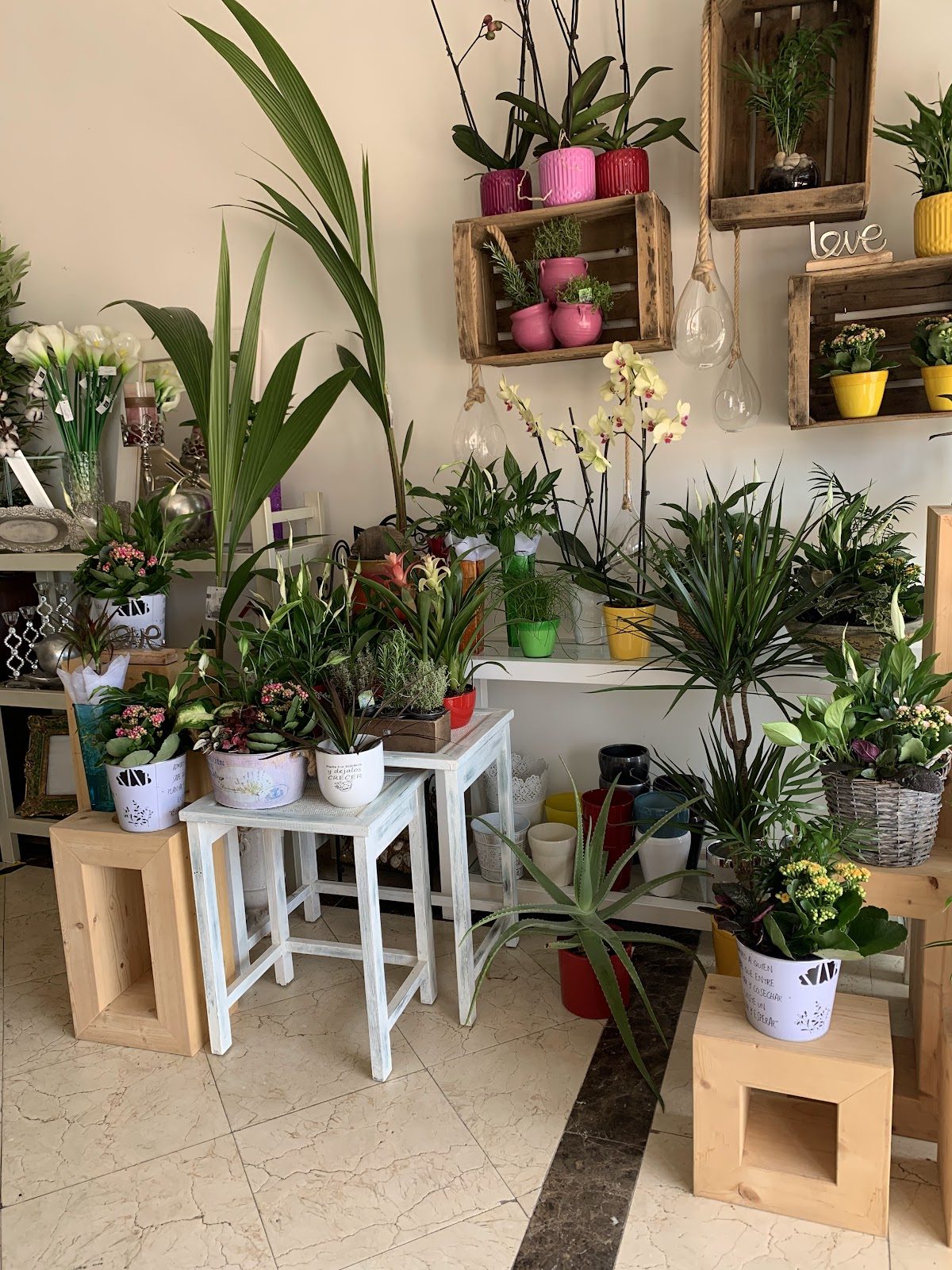 Una vibrante exhibición de plantas y flores en macetas dispuestas en estantes y mesas en ABRIL FLORISTAS.