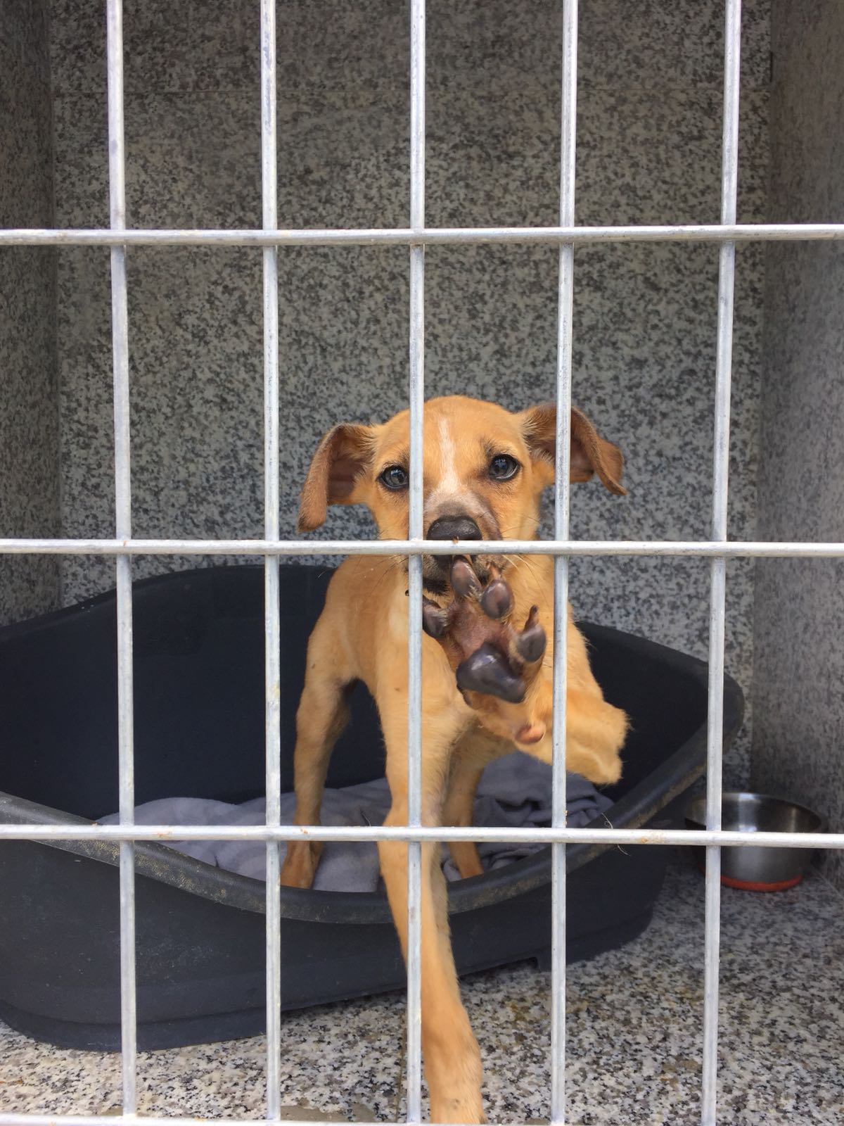 Un pequeño cachorro marrón con la pata levantada se encuentra dentro de una caseta en Animal Care España ACE|SHIN.