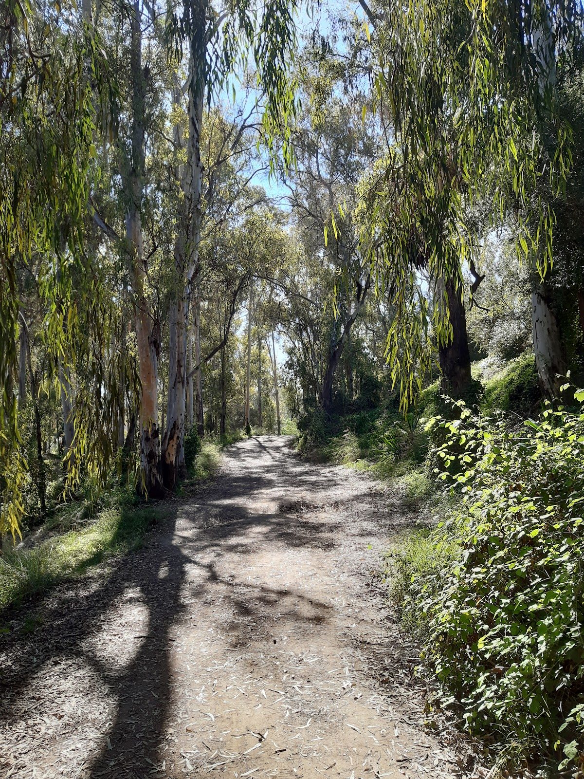 Un pintoresco sendero de tierra rodeado de altos eucaliptos en el Parque Natural Arroyo del Chopo.