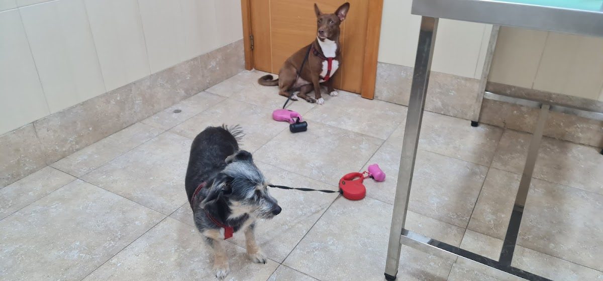Clínica Veterinaria Suárez