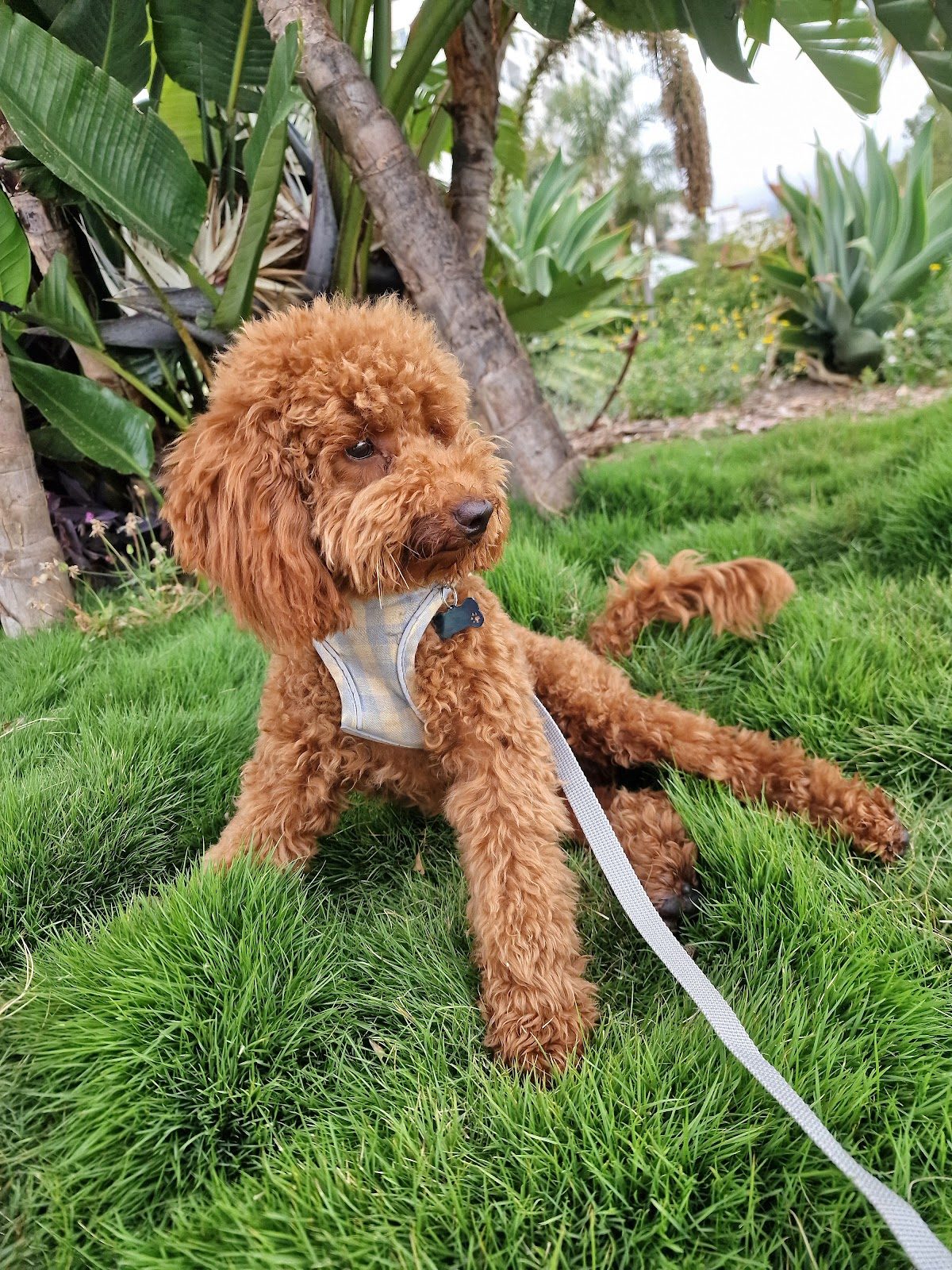 Un perro marrón de pelo rizado descansa sobre la hierba verde, con un arnés azul claro.