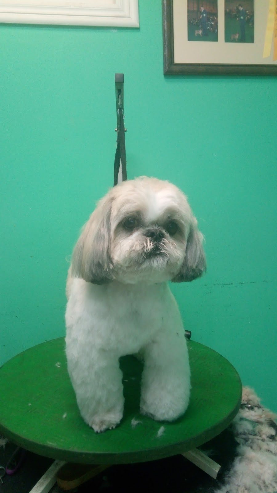 Dog Shop (Citas Exclusivamente Por Teléfono)