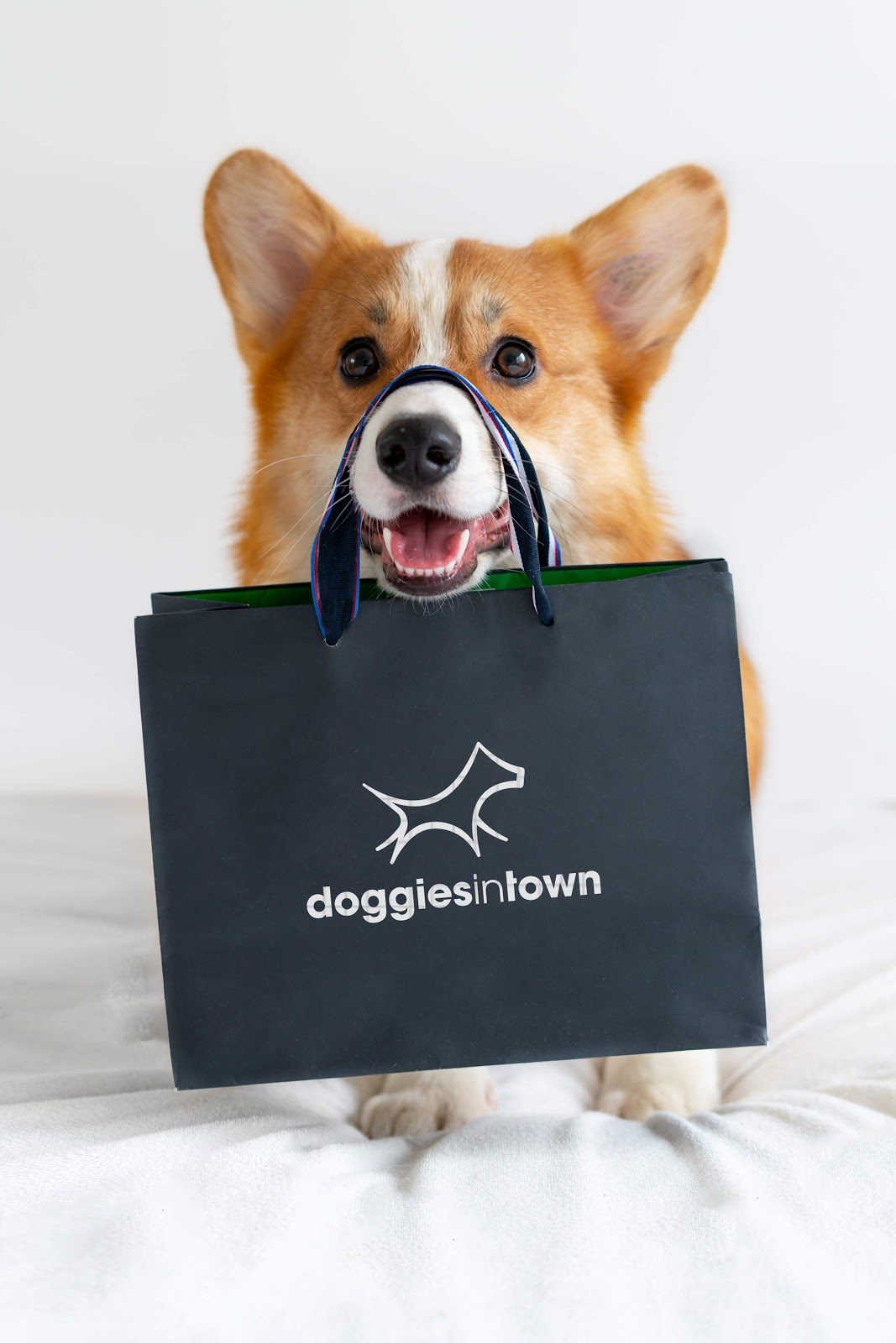 Un alegre corgi sostiene una bolsa de la compra con el logotipo de Doggies in Town.