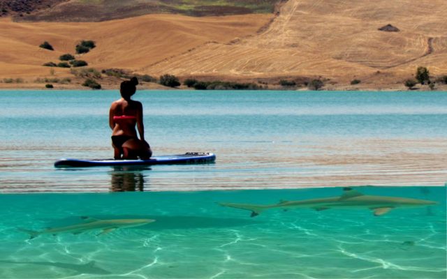 DR Paddle Surf