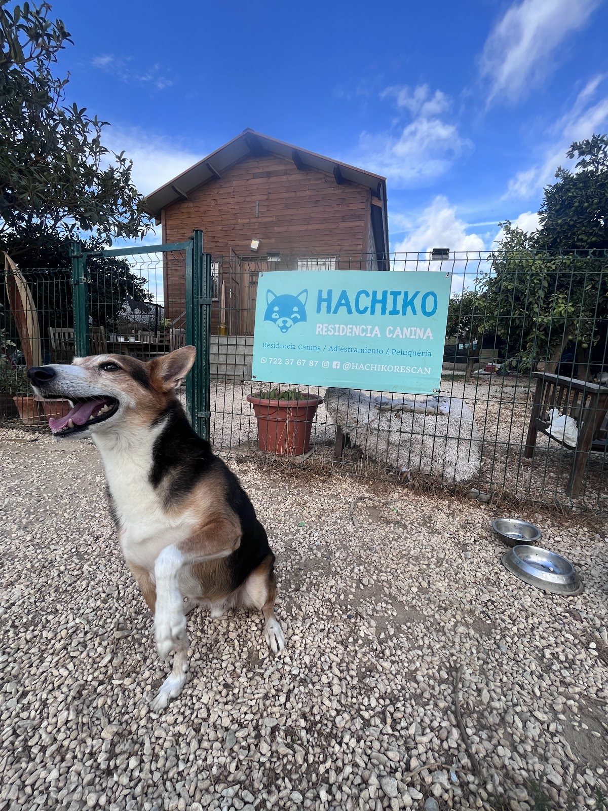 Hachiko Residencia Canina