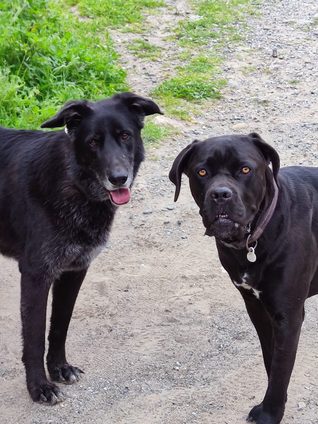 Halcyon Dog Walking & Pet Services
