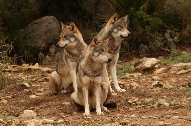 Tres lobos sentados sobre terreno rocoso en el Parque Lobo de Antequera, rodeados de vegetación.