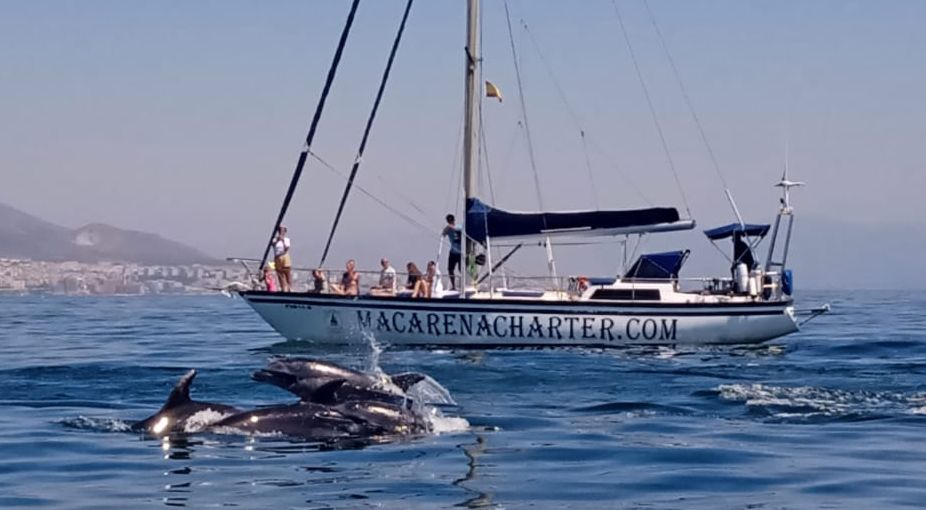 Un velero con el logotipo de MACARENA CHARTER se encuentra cerca de delfines en las aguas de Fuengirola.