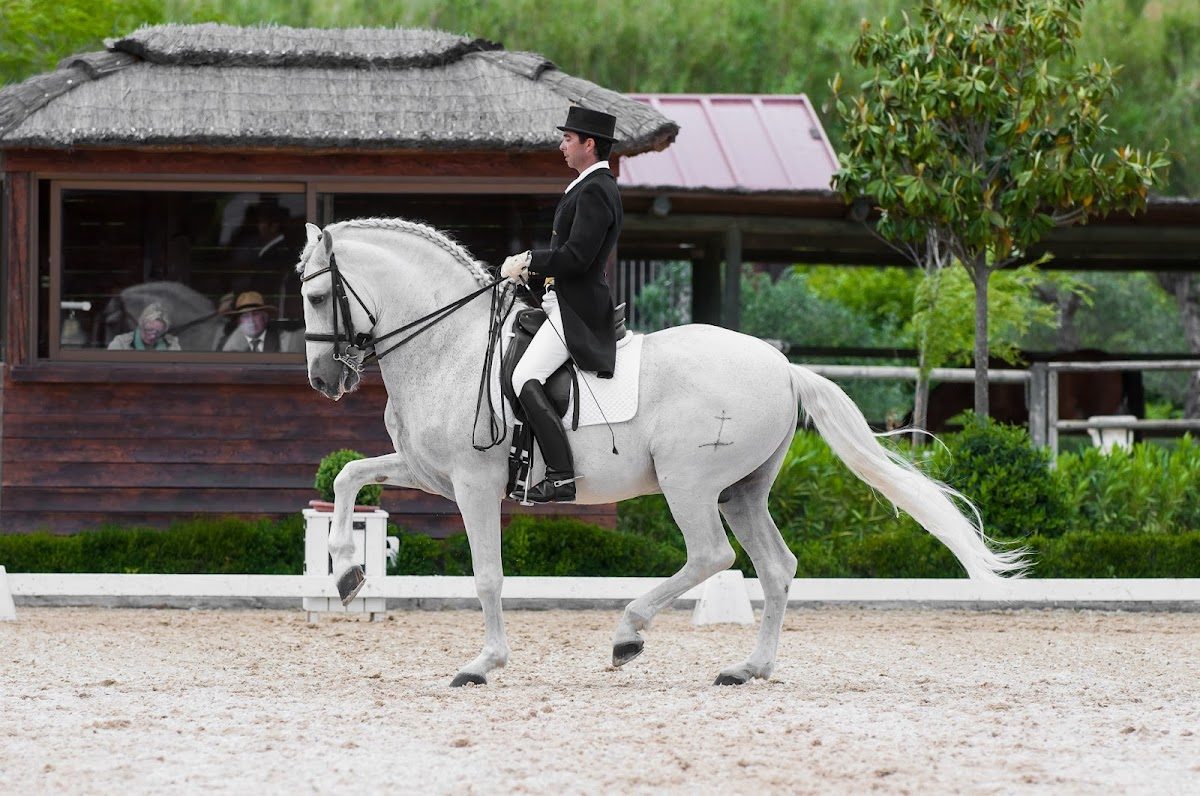 Marbella Horses (Pony Club Villacana)
