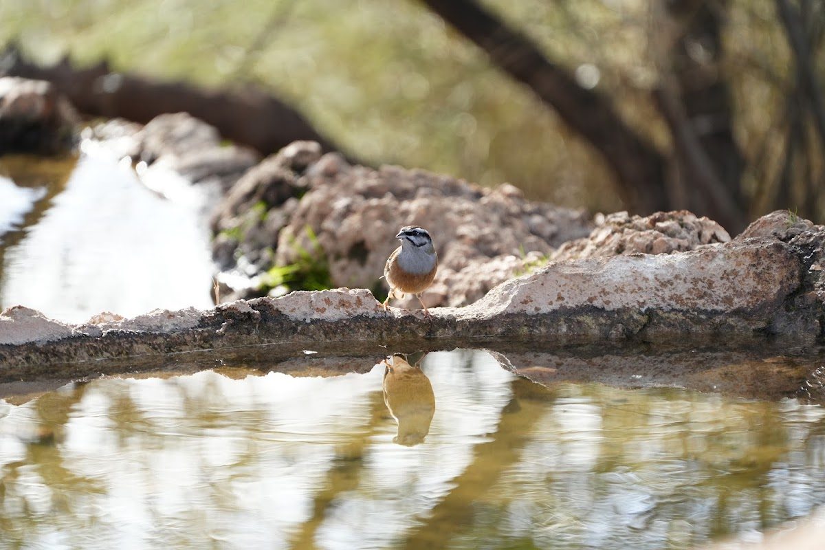 A bird stands by a reflective pool of water at Mirador la Camorra in Mollina, Málaga.