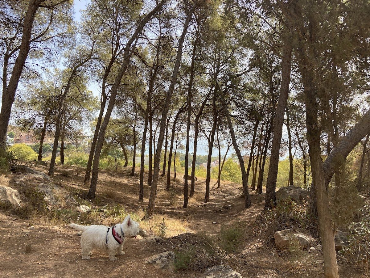 Parque Canino Parque de El Morlaco