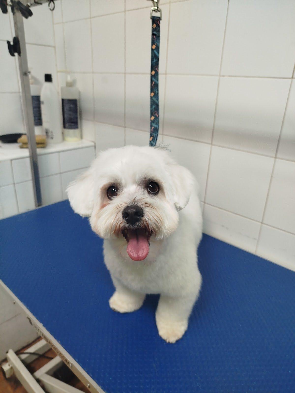 Patitas Peluquería Canina Málaga
