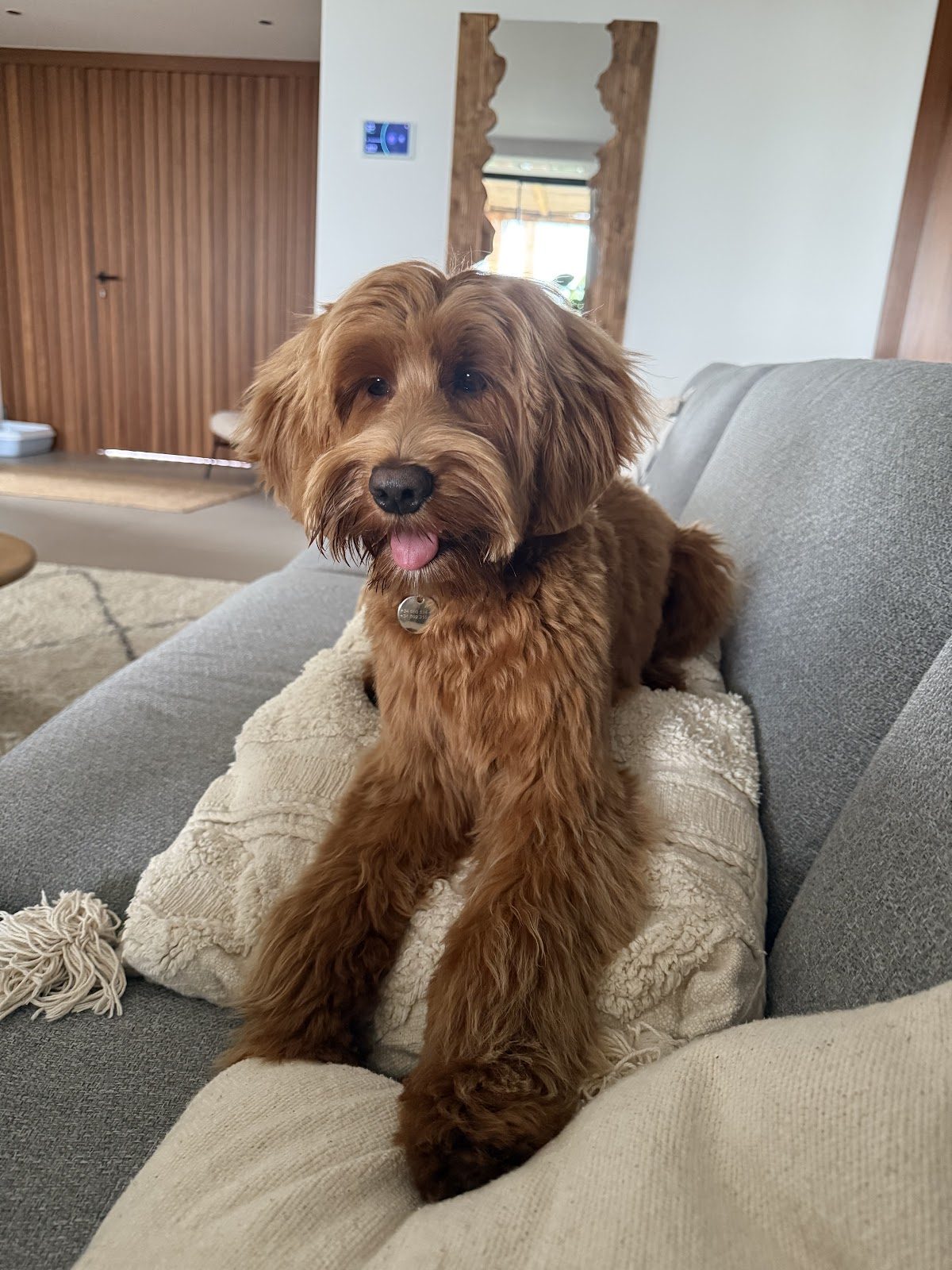 Pawadise Natural Dog SPA & Grooming