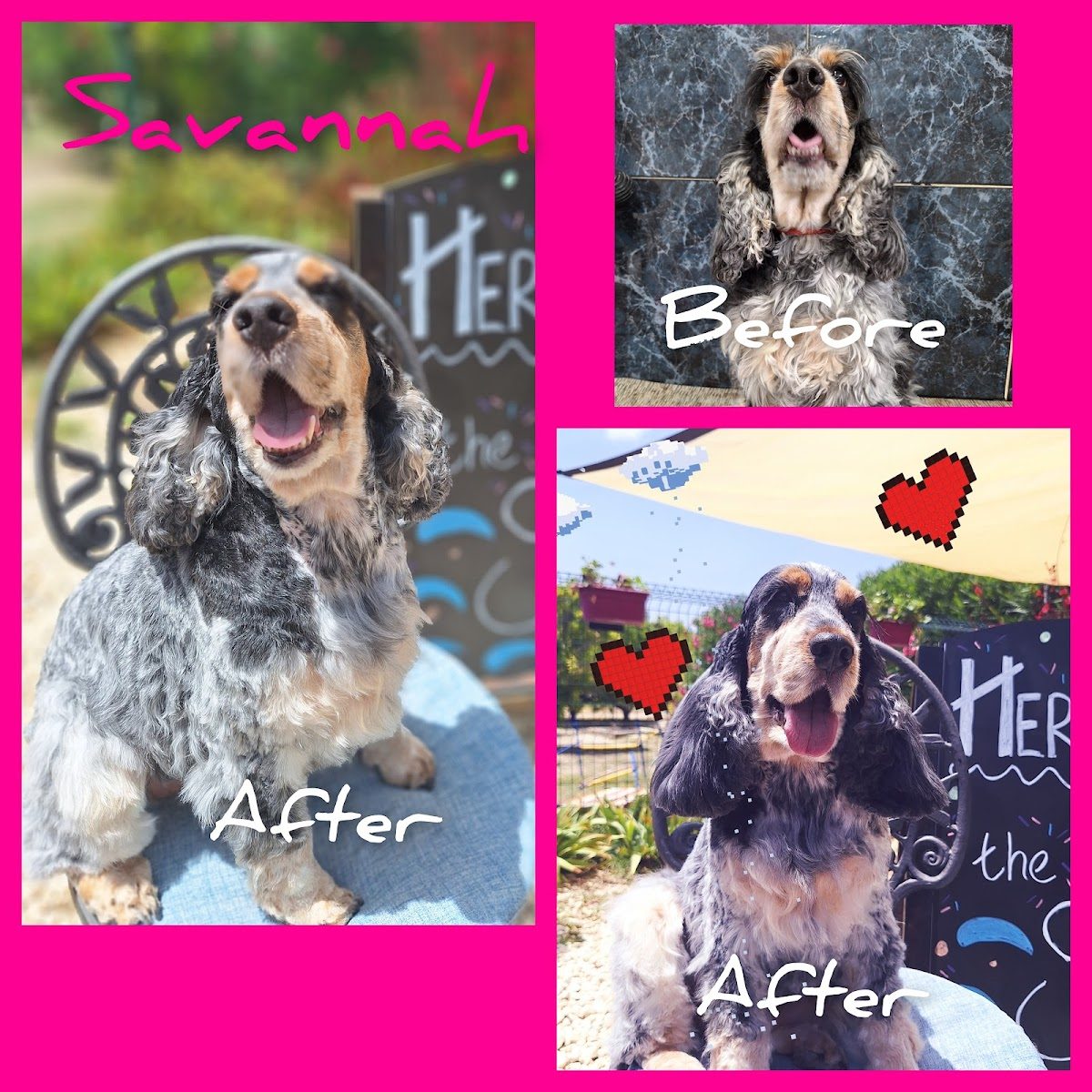 Posh Pets Spain