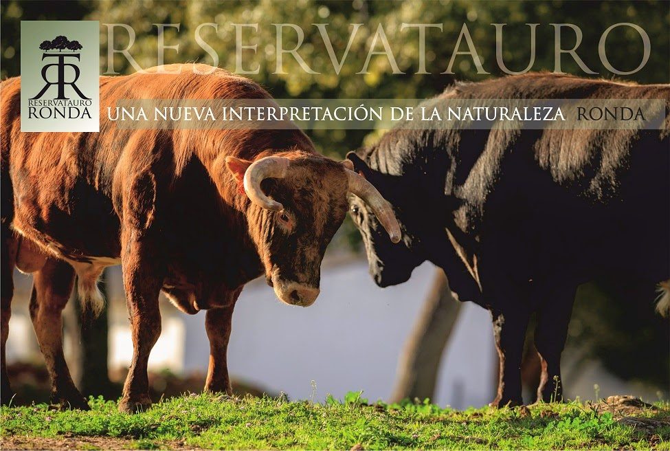 Dos toros de pie juntos en un entorno natural en la Reserva de Ronda.