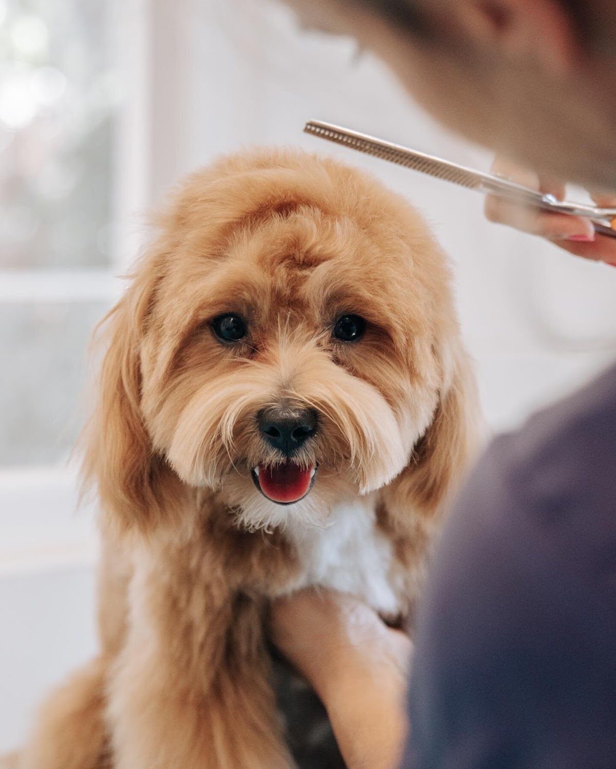 A groomer trims the fur of a happy, fluffy dog at The Black Poodle Groom & Care S.L.