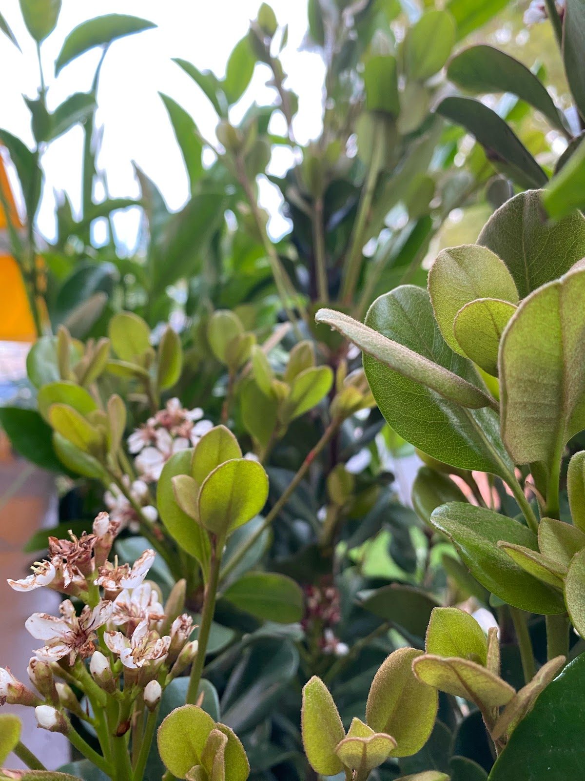 VF JARDINERÍA Y PAISAJISMO
